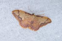 Idaea ostrinaria