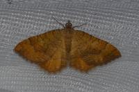 Camptogramma bilineata