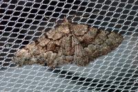Peribatodes ilicaria ilicaria
