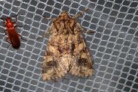Conisania luteago olbiena