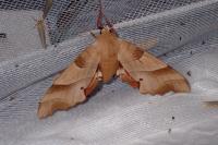 Marumba quercus