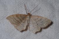 Idaea macilentaria