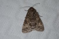 Acronicta auricoma