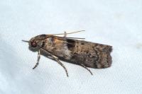 Phycita roborella