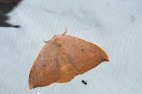 Watsonalla uncinula