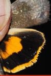 Noctua janthina