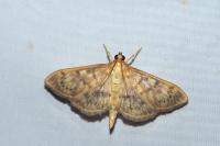 Patania ruralis