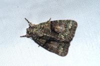 Cryphia algae