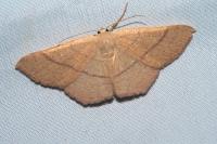 Cyclophora suppunctaria