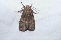 Acronicta rumicis