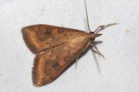 Udea ferrugalis