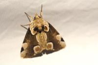 Thyatira batis