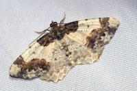 Ligdia adustata