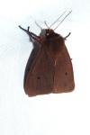 Phragmatobia fuliginosa