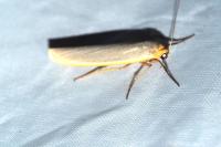 Eilema caniola