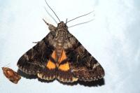 Catocala nymphagoga