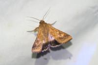 Heliothis peltigera