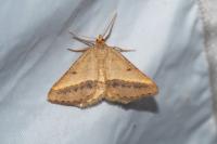 Isturgia arenacearia