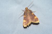 Hypsopygia costalis