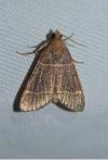 Hypsopygia glaucinalis