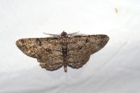 Peribatodes rhomboidaria ichnusaria