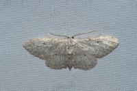Idaea seriata