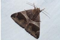 Dysgonia algira