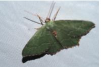 Hemithea aestivaria