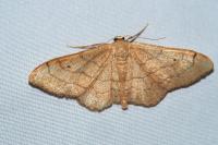 Idaea aversata