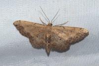 Idaea efflorata
