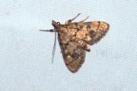Metasia cyrnealis
