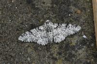Biston betularia