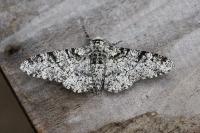 Biston betularia