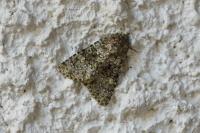 Hecatera dysodea