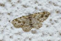 Ectropis crepuscularia