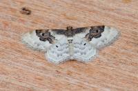 Idaea rusticata