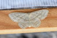 Scopula nigropunctata