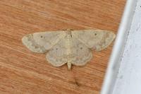 Idaea biselata