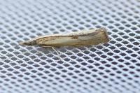 Agriphila inquinatella