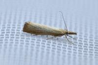 Agriphila straminella