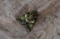 Polyphaenis sericata