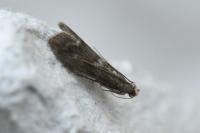 Eccopisa effractella