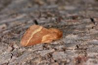 Malacosoma castrense