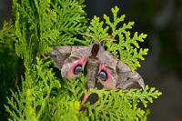 Smerinthus ocellatus ocellatus