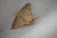 Malacosoma neustria