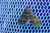 Duponchelia fovealis