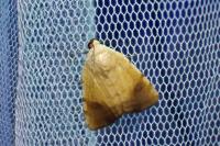 Xanthodes albago