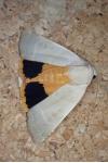 Noctua tirrenica
