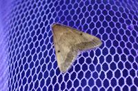 Maradana fuscolimbalis