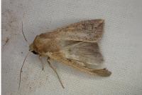 Mythimna unipuncta